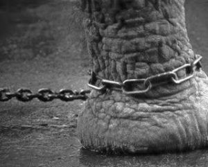 un elefante atado a un poste, otro Post Data