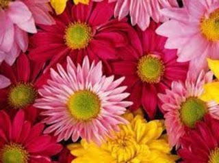 Flores Otro Post Data