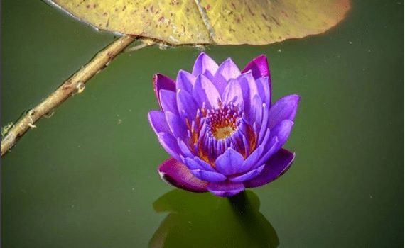 loto, flor de loto, las flores que crecen en la basura, otro Post Data