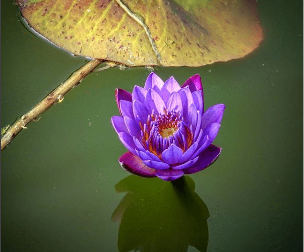 loto, flor de loto, las flores que crecen en la basura, otro Post Data