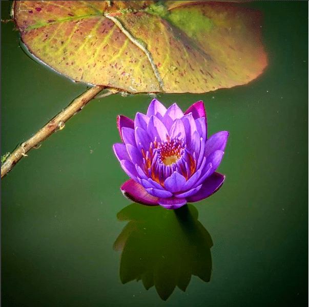 loto, flor de loto, las flores que crecen en la basura