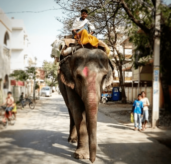 Cuando Alí se encontró frente a frente con un elefante, otro Post Data