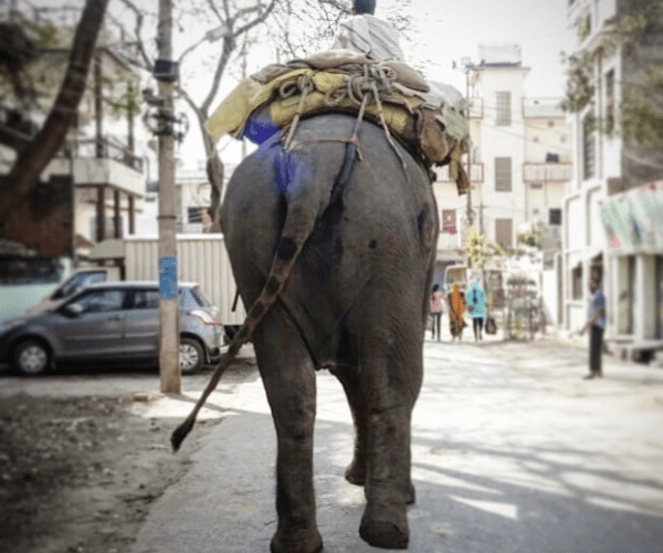 Cuando Alí se encontró frente a frente con un elefante, otro Post Data