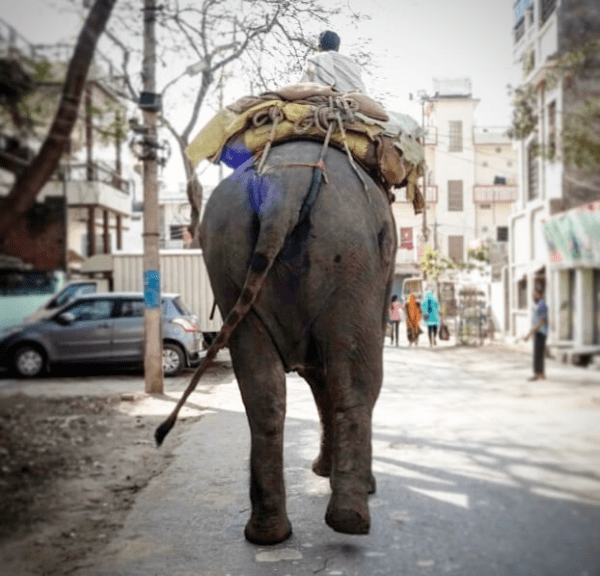 Cuando Alí se encontró frente a frente con un elefante, otro Post Data