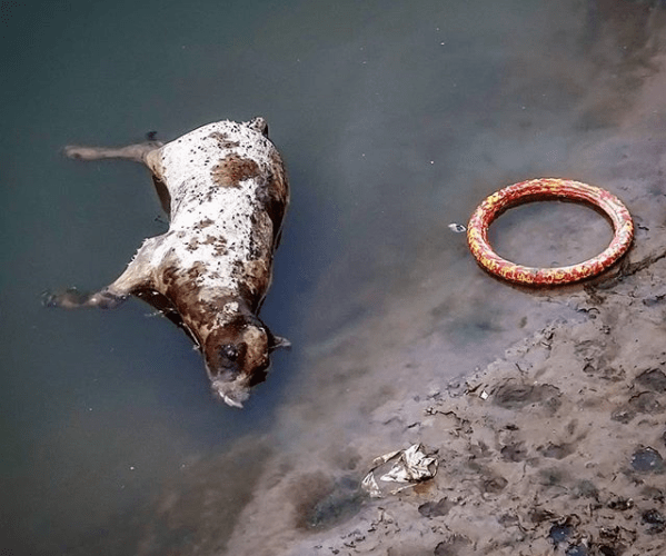 D.E.P vaca, vaca sagrada, Ganges, India, Benarés, Varanasi, otro Post Data