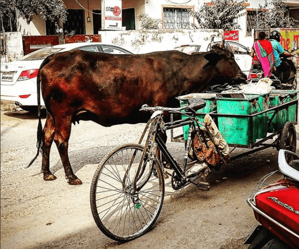 una vaca en un buffet libre, otro Post Data