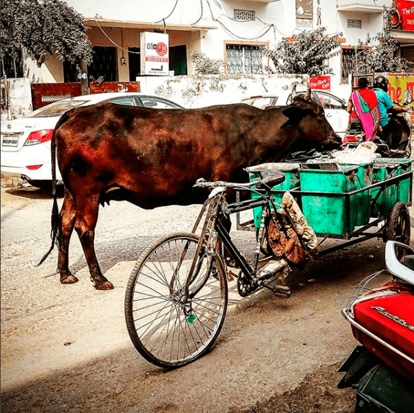una vaca en un buffet libre