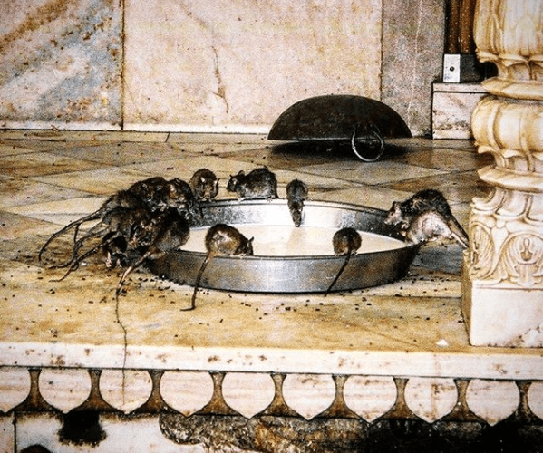 Karni Mata, el templo de las ratas, India, otro Post Data