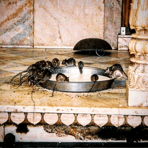 Karni Mata, el templo de las ratas, India