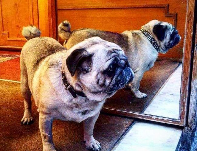 los perros se parecen a sus dueños, otro Post Data