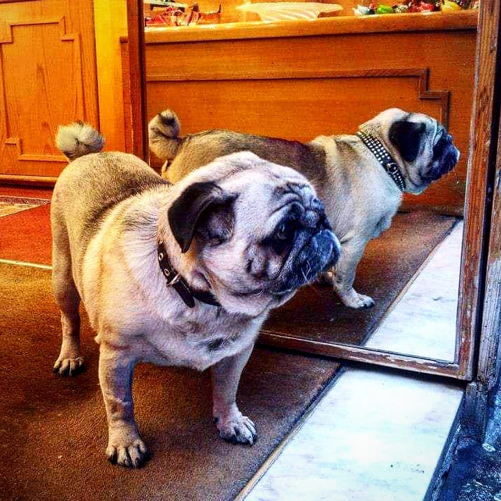 los perros se parecen a sus dueños, otro Post Data