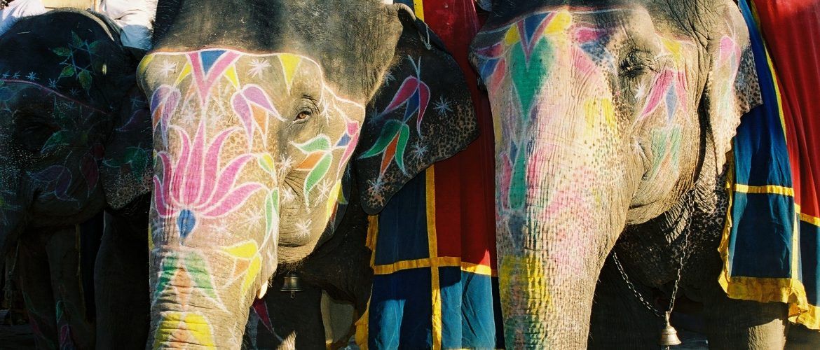 otro Post Data, la tristeza de los elefantes