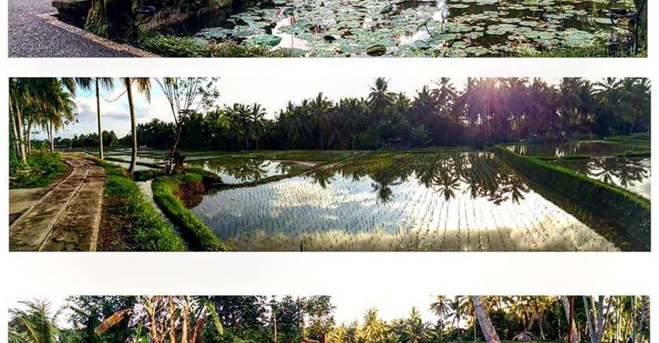 otro Post Data, Ubud, el corazón de Bali